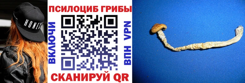 кракен маркетплейс  Новоалтайск  Галлюциногенные грибы Cubensis  где купить наркоту 